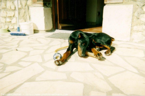 Photo de Dobermann