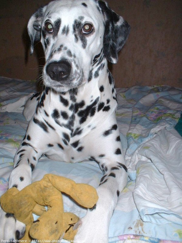 Photo de Dalmatien