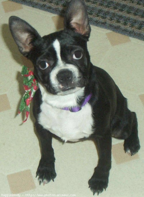 Photo de Boston terrier