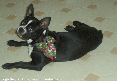 Photo de Boston terrier