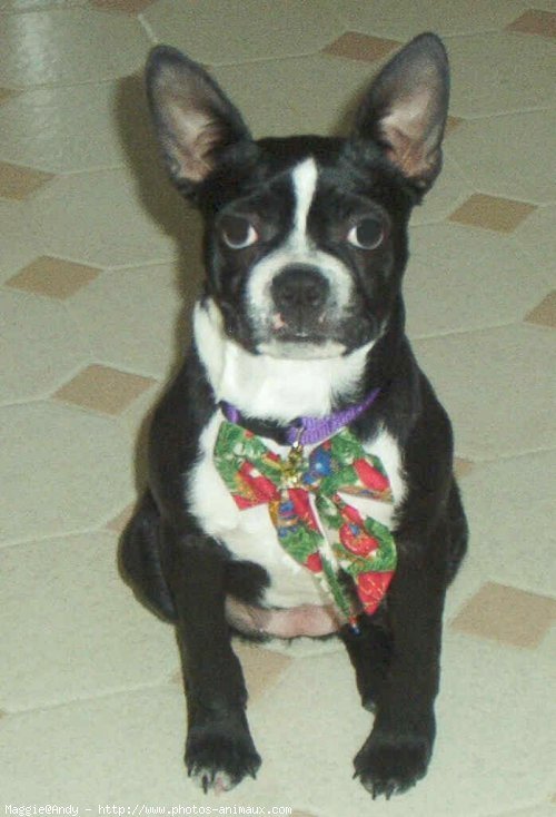 Photo de Boston terrier