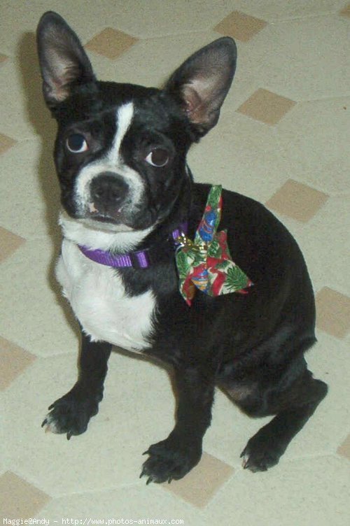 Photo de Boston terrier