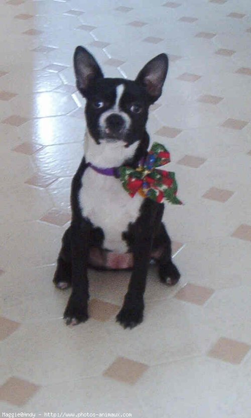 Photo de Boston terrier