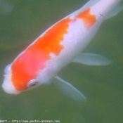 Photo de Poissons rouges