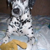 Photo de Dalmatien