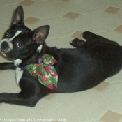 Photo de Boston terrier