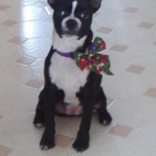 Photo de Boston terrier