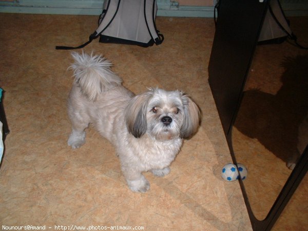 Photo de Lhassa apso