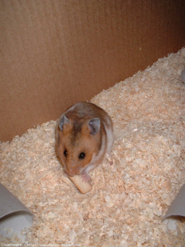 Photo de Hamster