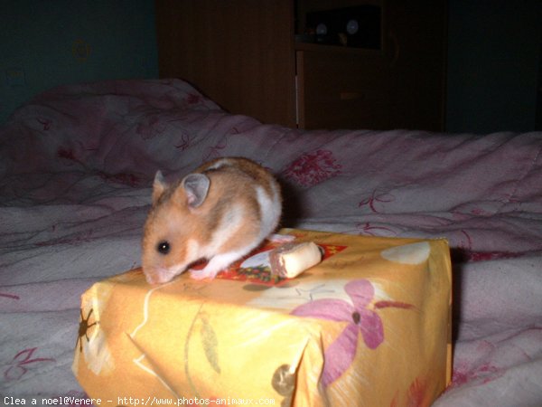 Photo de Hamster