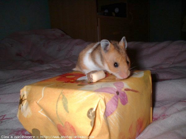 Photo de Hamster