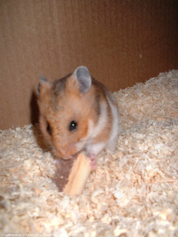 Photo de Hamster