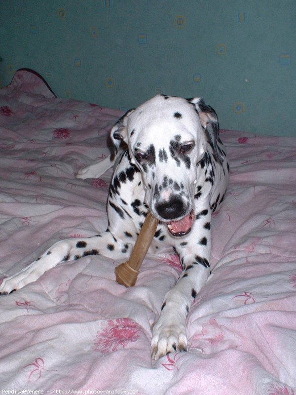 Photo de Dalmatien