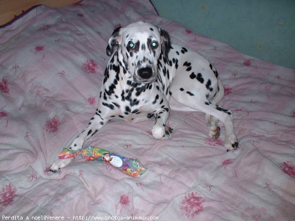 Photo de Dalmatien