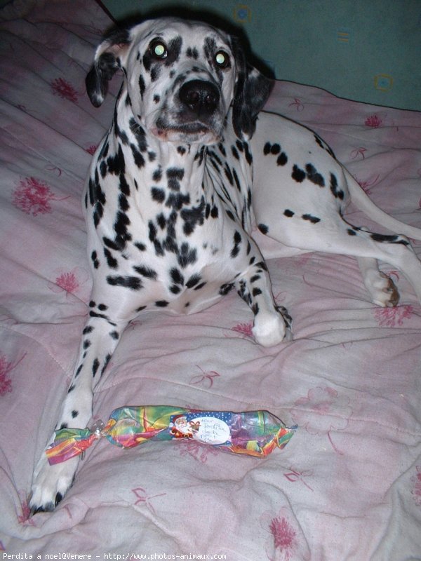 Photo de Dalmatien