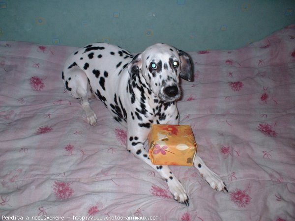 Photo de Dalmatien