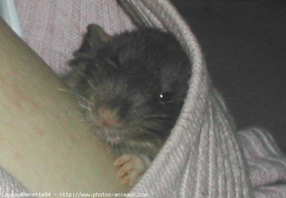 Photo de Rat