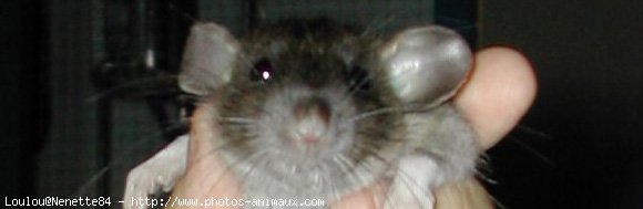 Photo de Rat