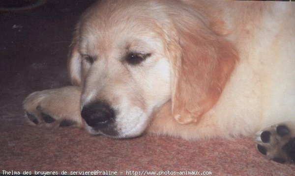 Photo de Golden retriever