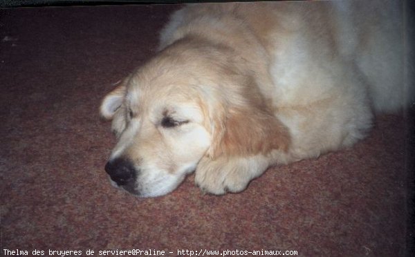 Photo de Golden retriever