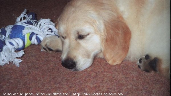 Photo de Golden retriever