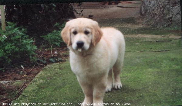 Photo de Golden retriever