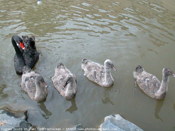 Photo de Cygne