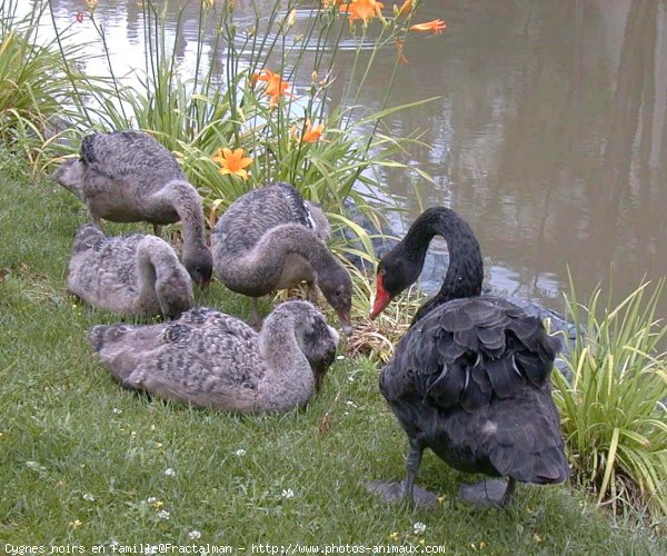 Photo de Cygne