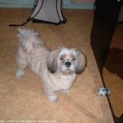 Photo de Lhassa apso