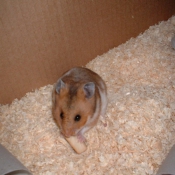 Photo de Hamster