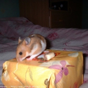 Photo de Hamster