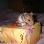 Photo de Hamster