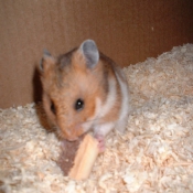 Photo de Hamster