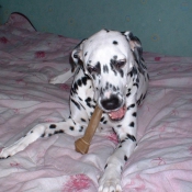 Photo de Dalmatien