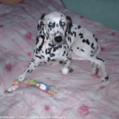 Photo de Dalmatien