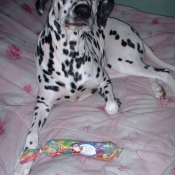 Photo de Dalmatien