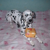 Photo de Dalmatien