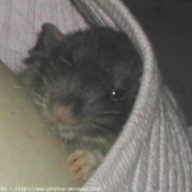 Photo de Rat