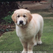 Photo de Golden retriever