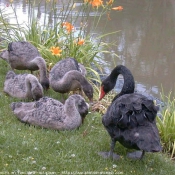 Photo de Cygne