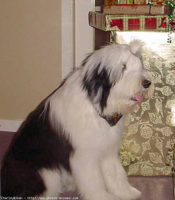 Photo de Bearded collie