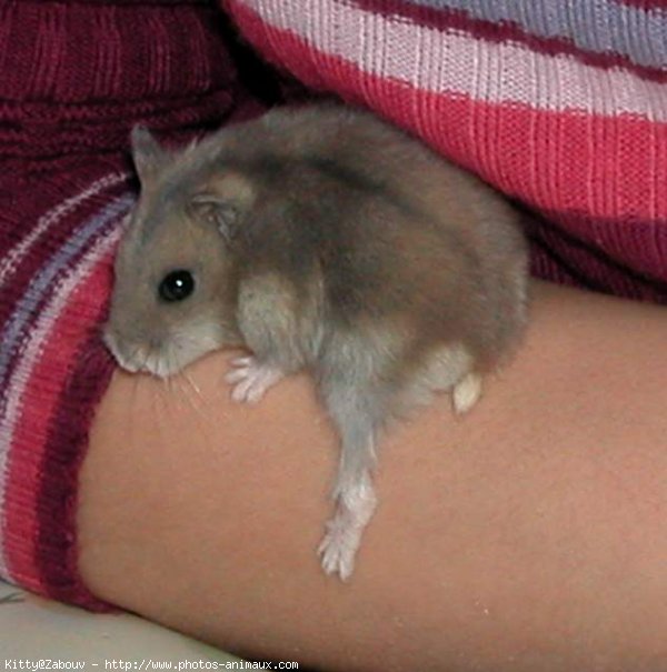 Photo de Hamster