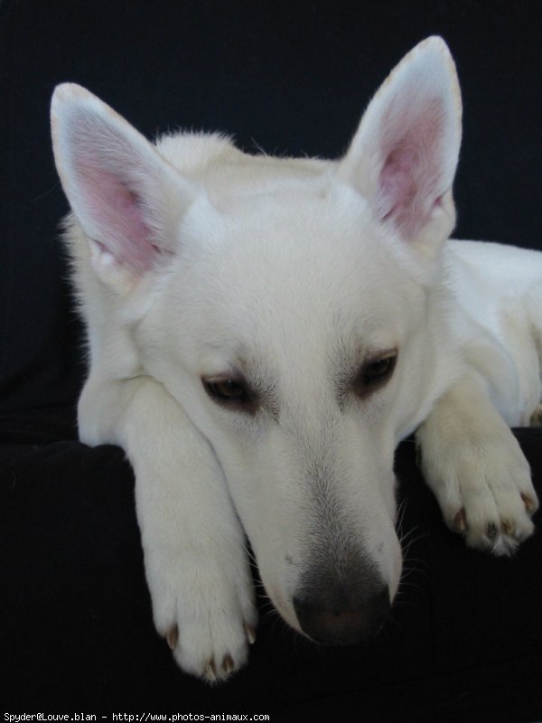 Photo de Berger blanc suisse