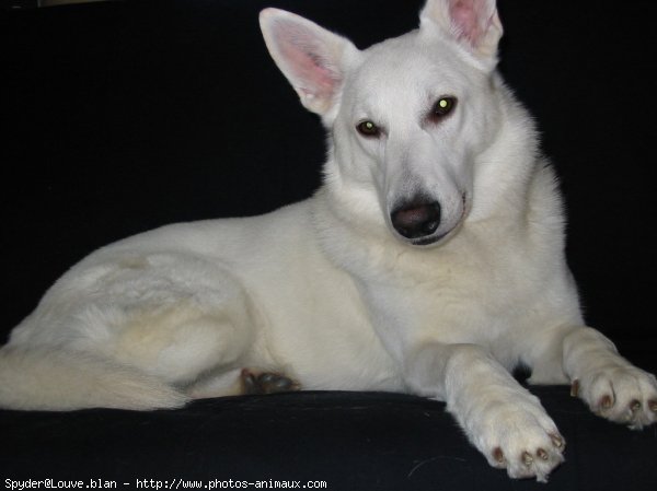 Photo de Berger blanc suisse