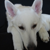 Photo de Berger blanc suisse