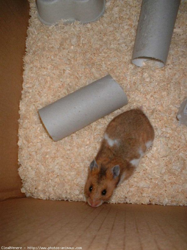 Photo de Hamster