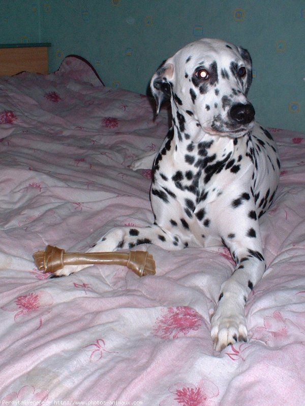 Photo de Dalmatien