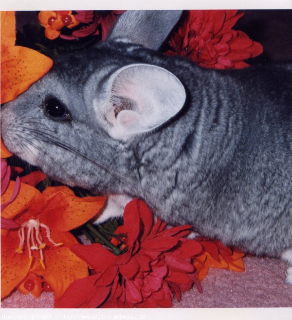 Photo de Chinchilla