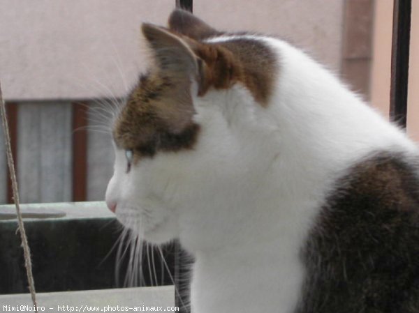 Photo de Chat domestique