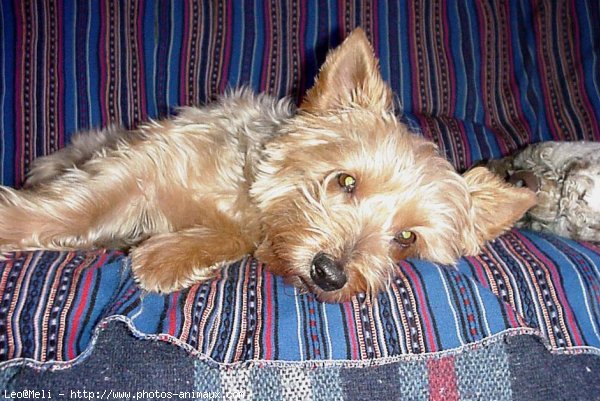 Photo de Yorkshire terrier